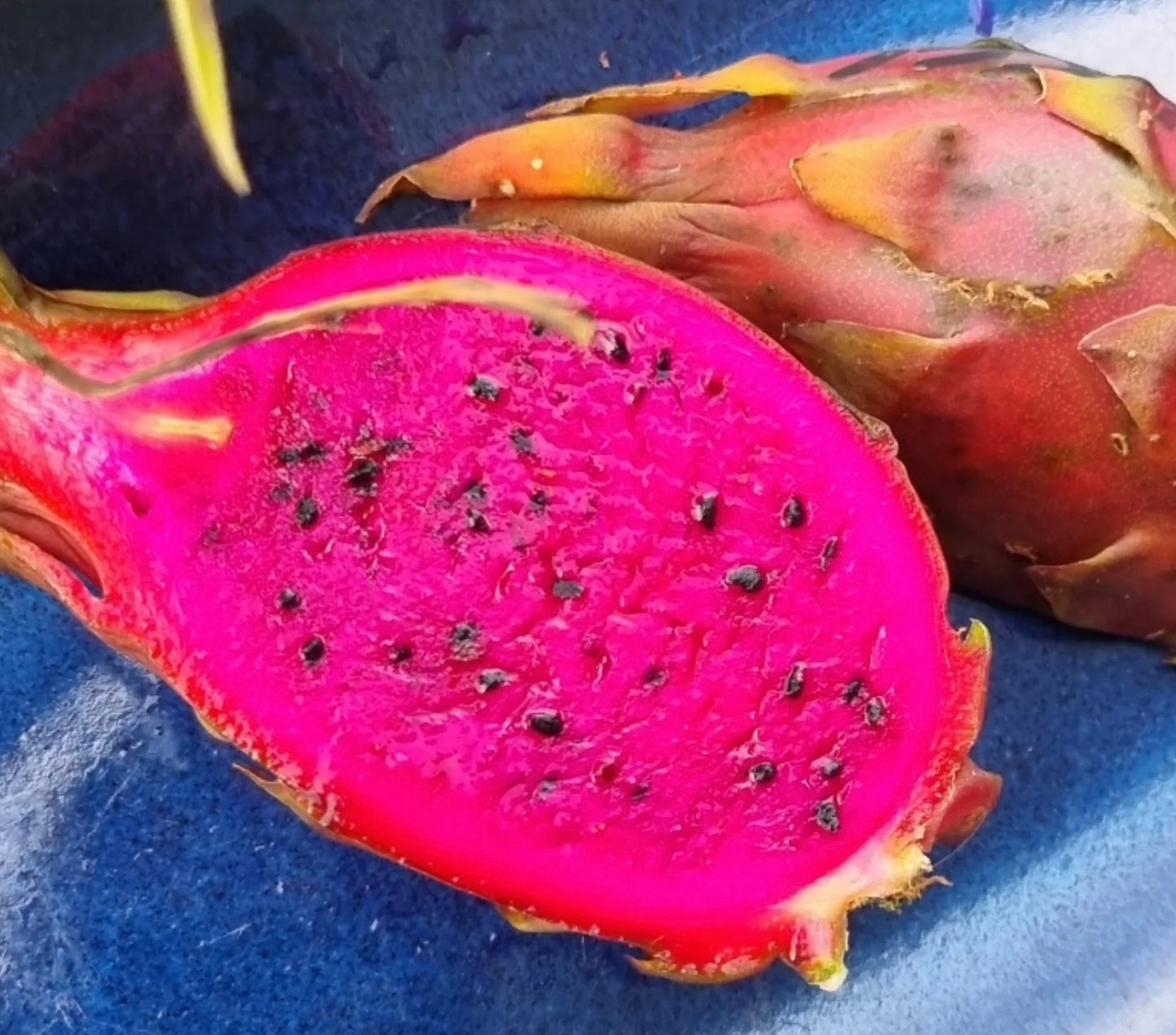 Dragon fruit - Aztec Gem