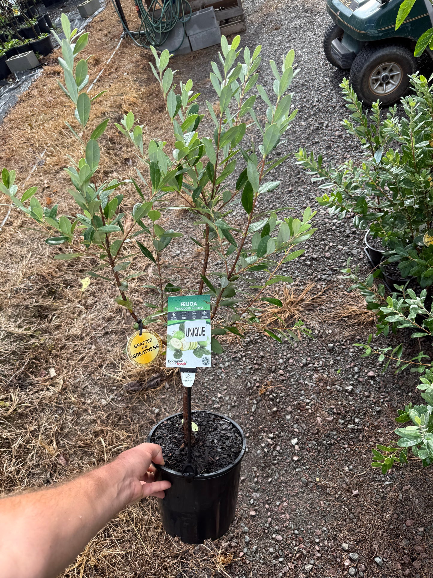 Feijoa Unique 180mm