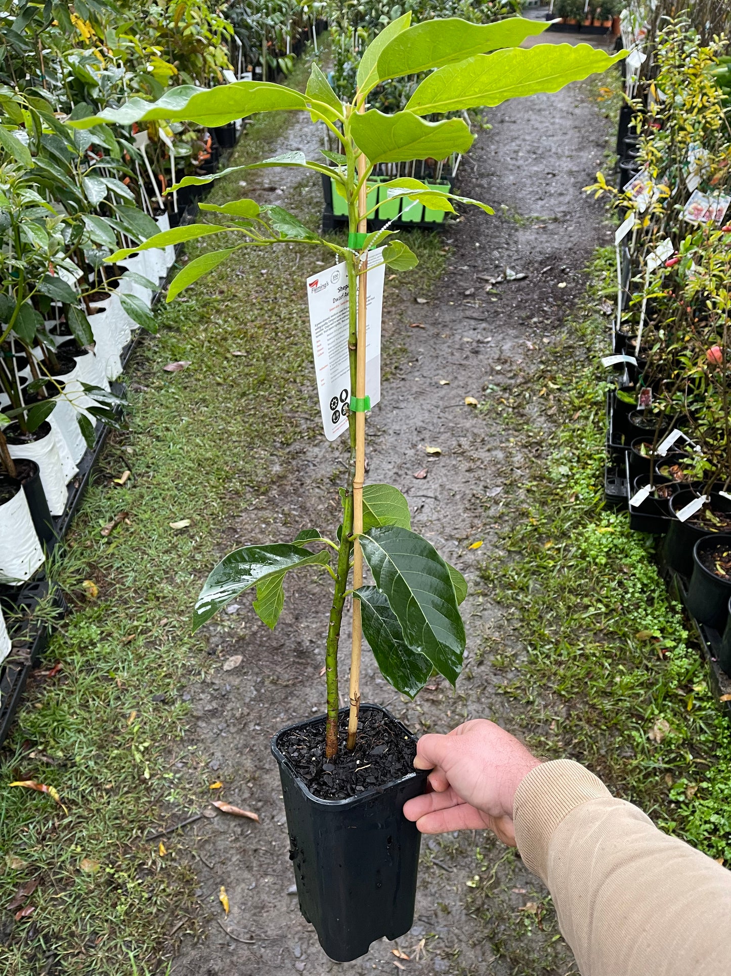 Avocado Wurtz Dwarf (A Type) 2L