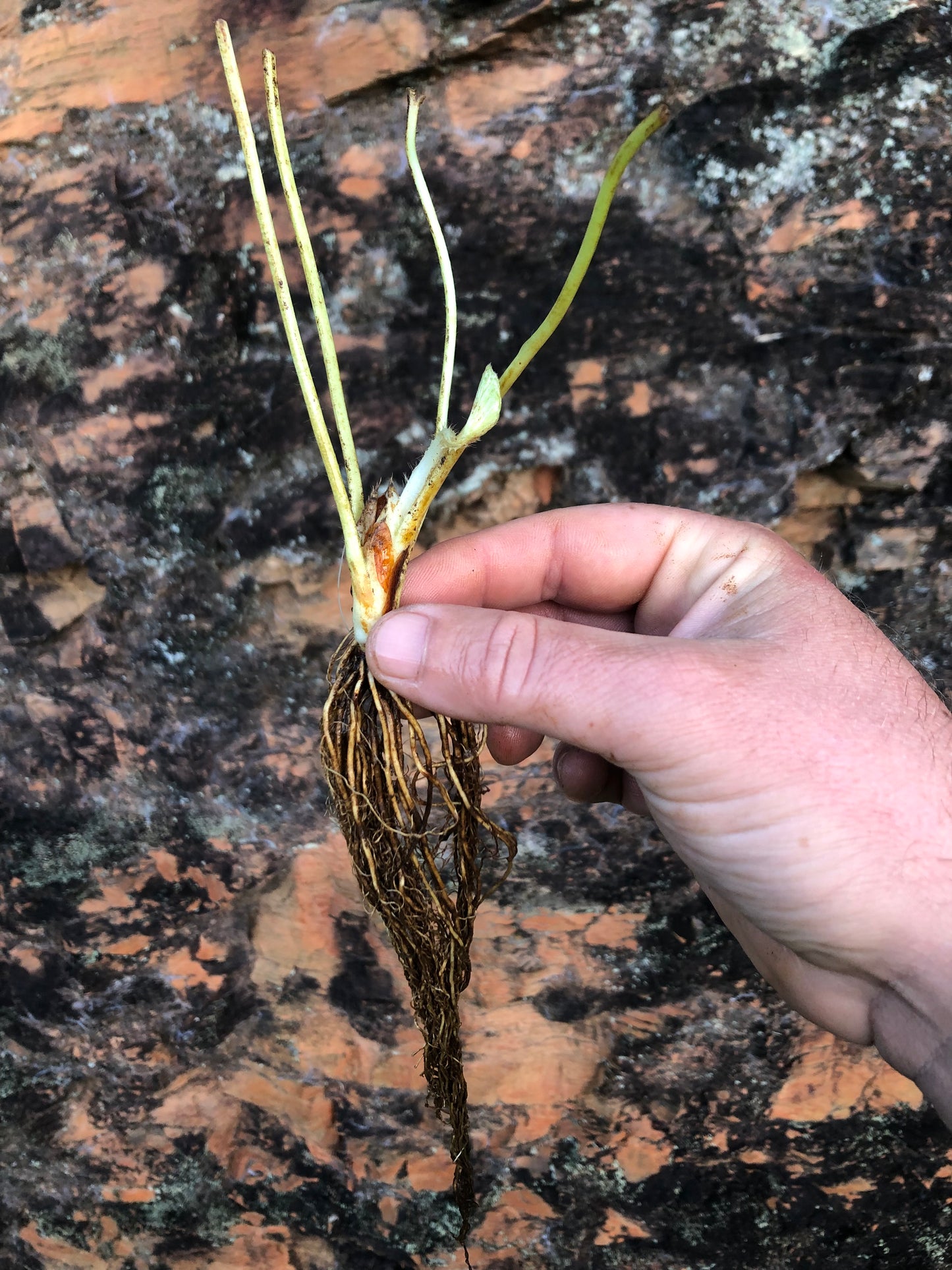 Strawberry - Adina (Bare root)