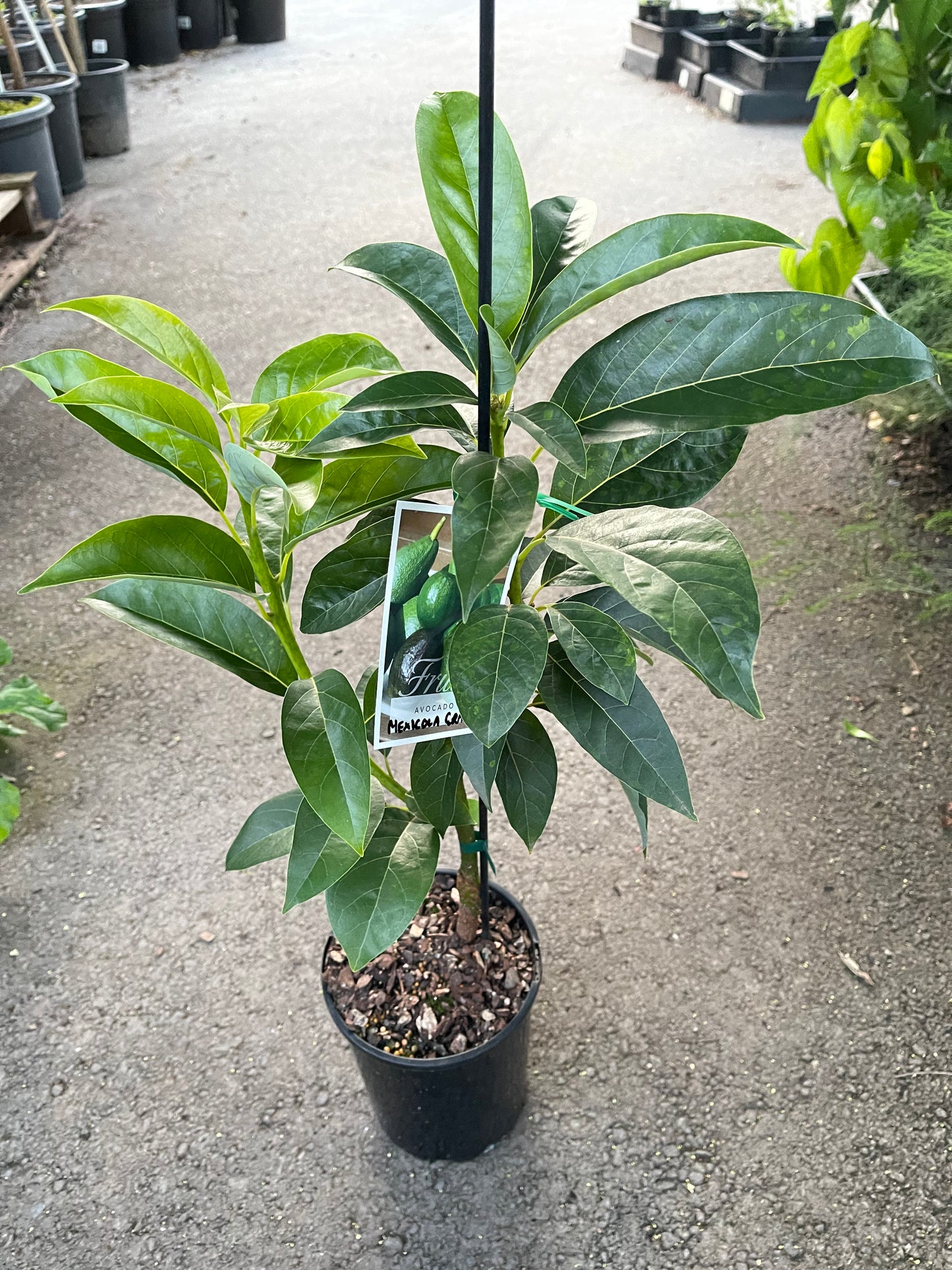 Avocado - Mexicola Grande (A Type)