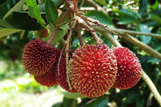 Pulasan