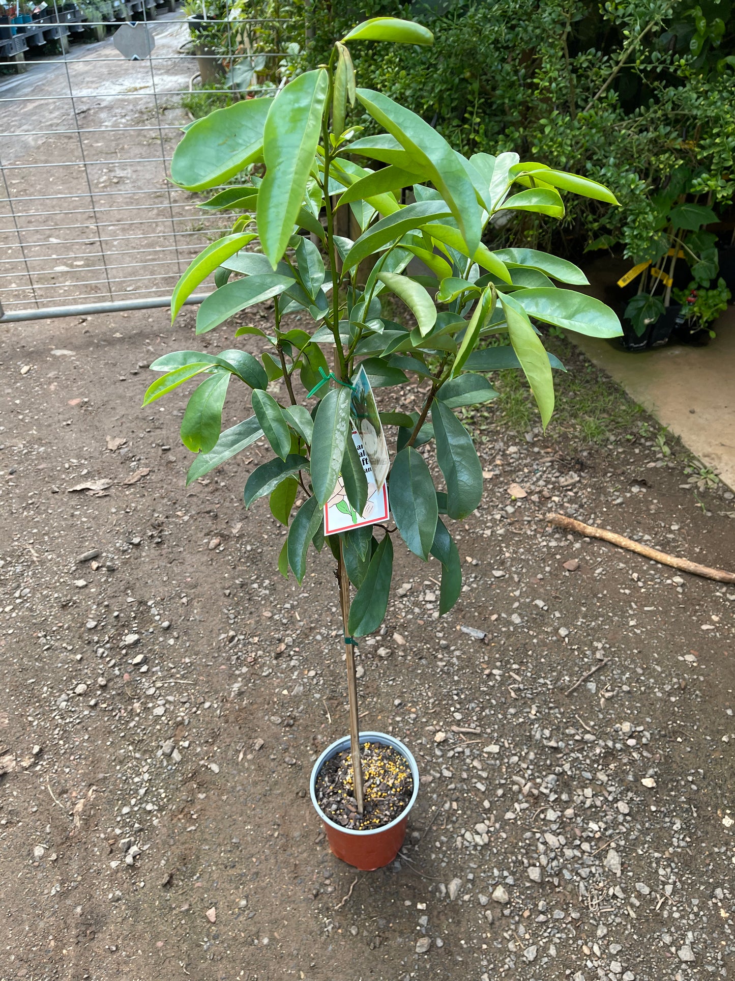 Soursop - Cuban Fiberless Grafted