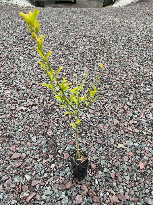 Cox Mandarin hybrid - Citrus Rootstock