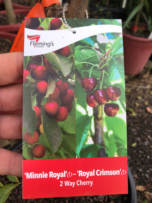 Cherry Double Graft Minnie Royal + Royal Crimson