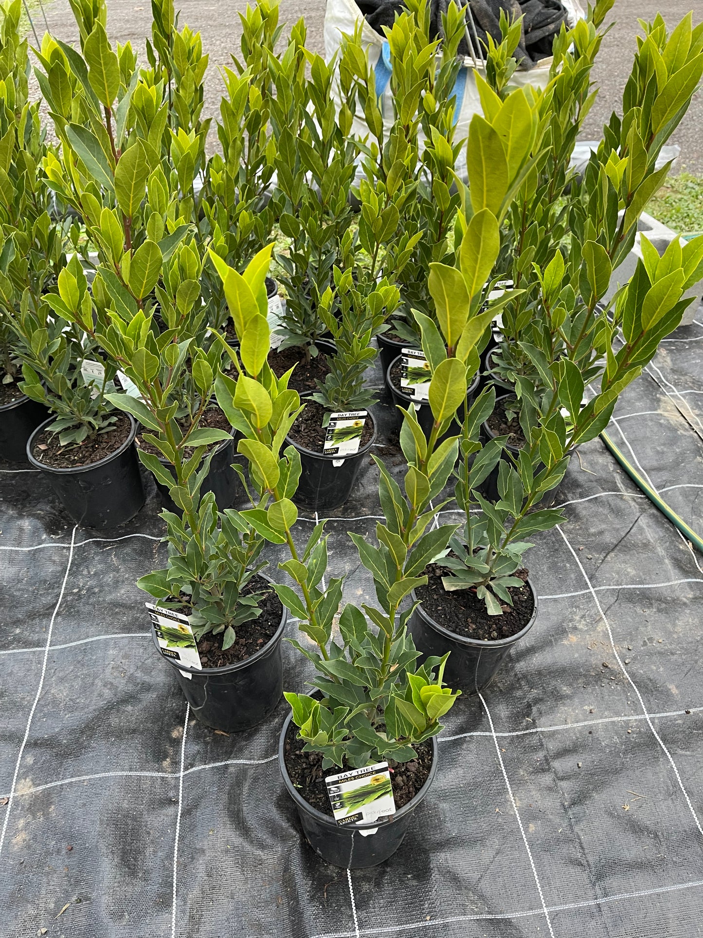 Bay Leaf Advanced 180mm