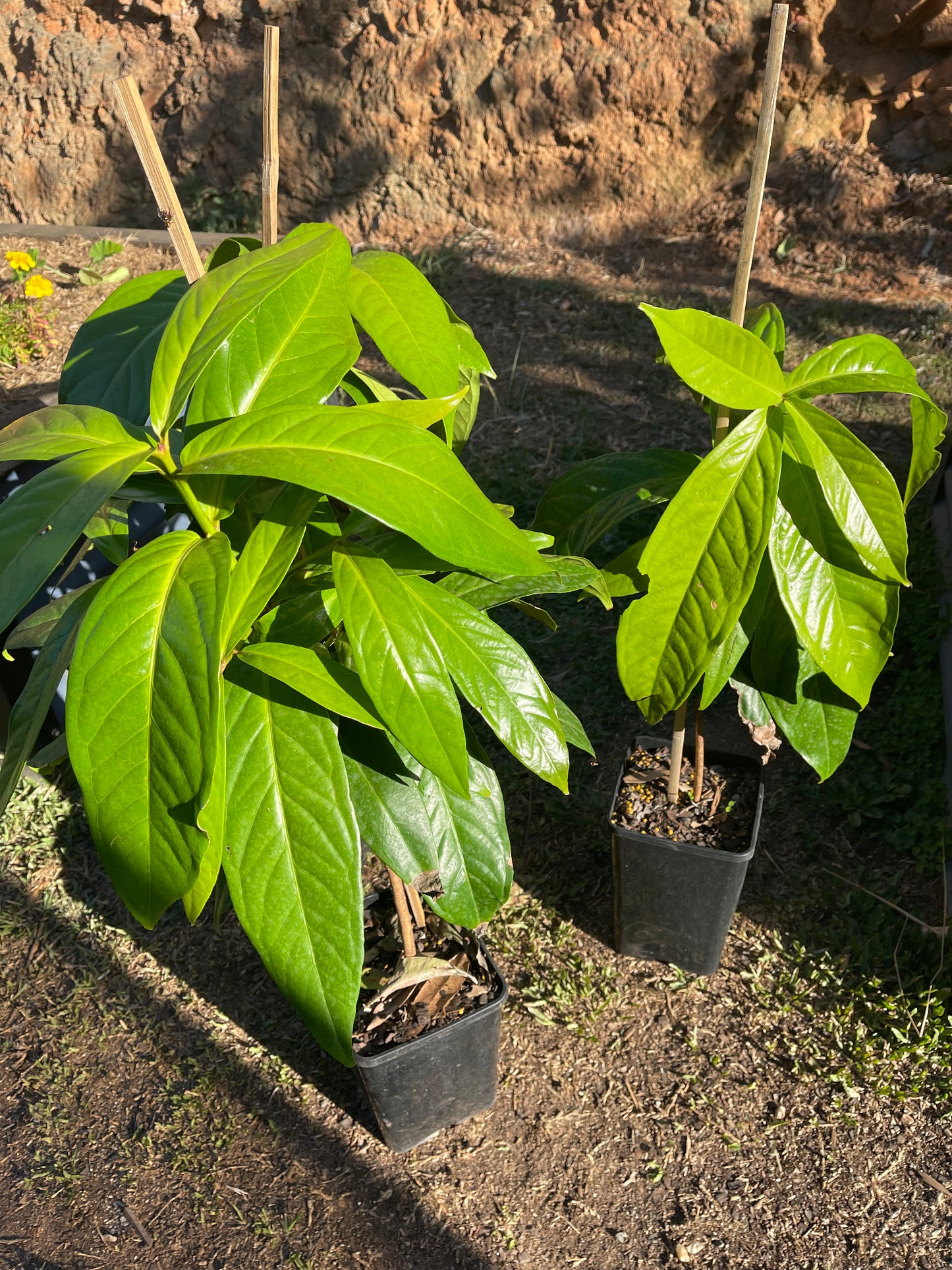 Giant Lau Lau Advanced (syzygium megacarpa)