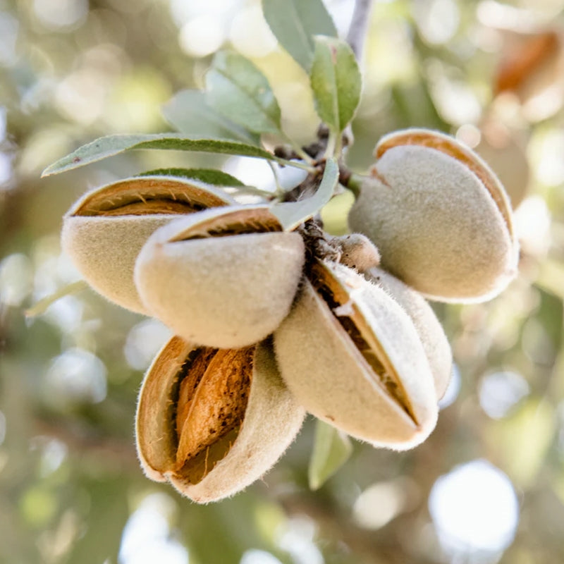 Almond - All in one 90mm