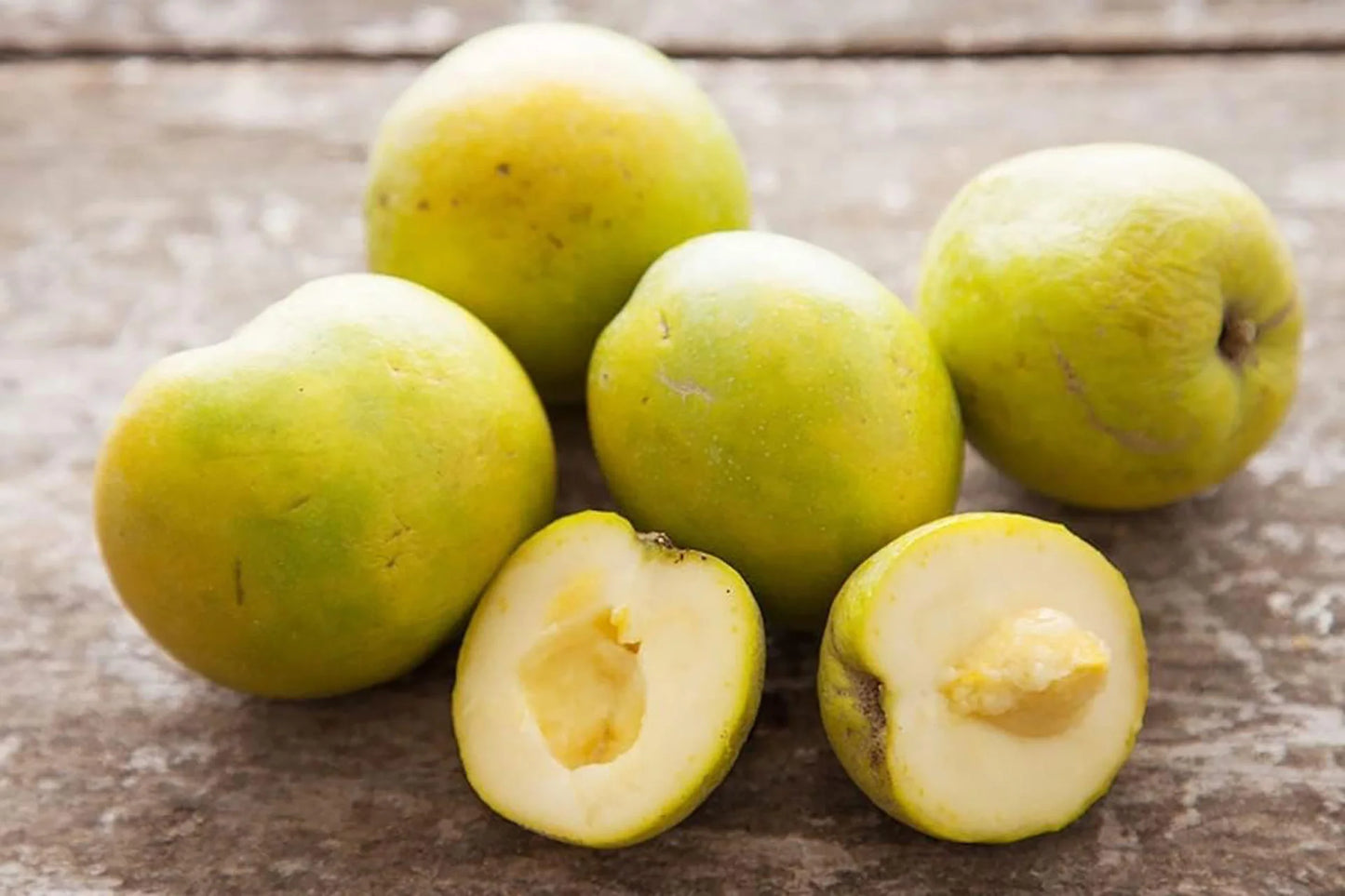 White Sapote - Blumenthal Grafted