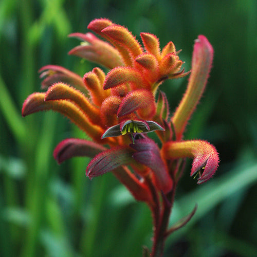 Kangaroo Paw - Bush Blitz PBR