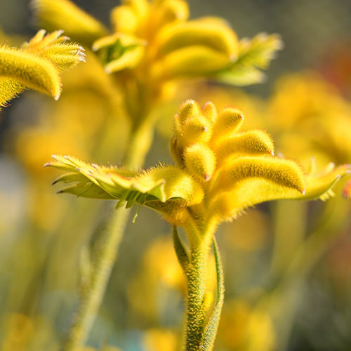 Kangaroo Paw - Zest