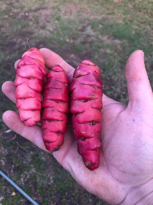 Oca - Yam