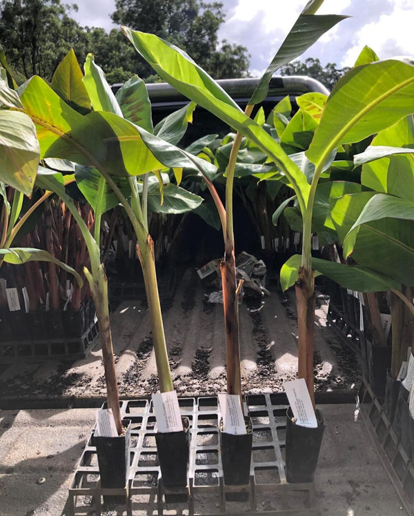 Banana Dwarf DUCASSE Tube stock (QLD ONLY) – Ross Creek Tropicals