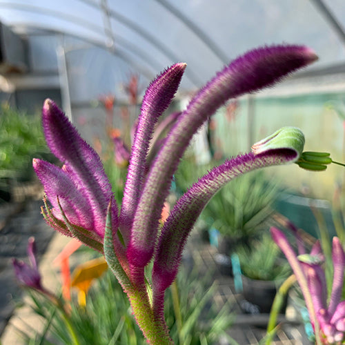 Kangaroo Paw - Carnivale PBR