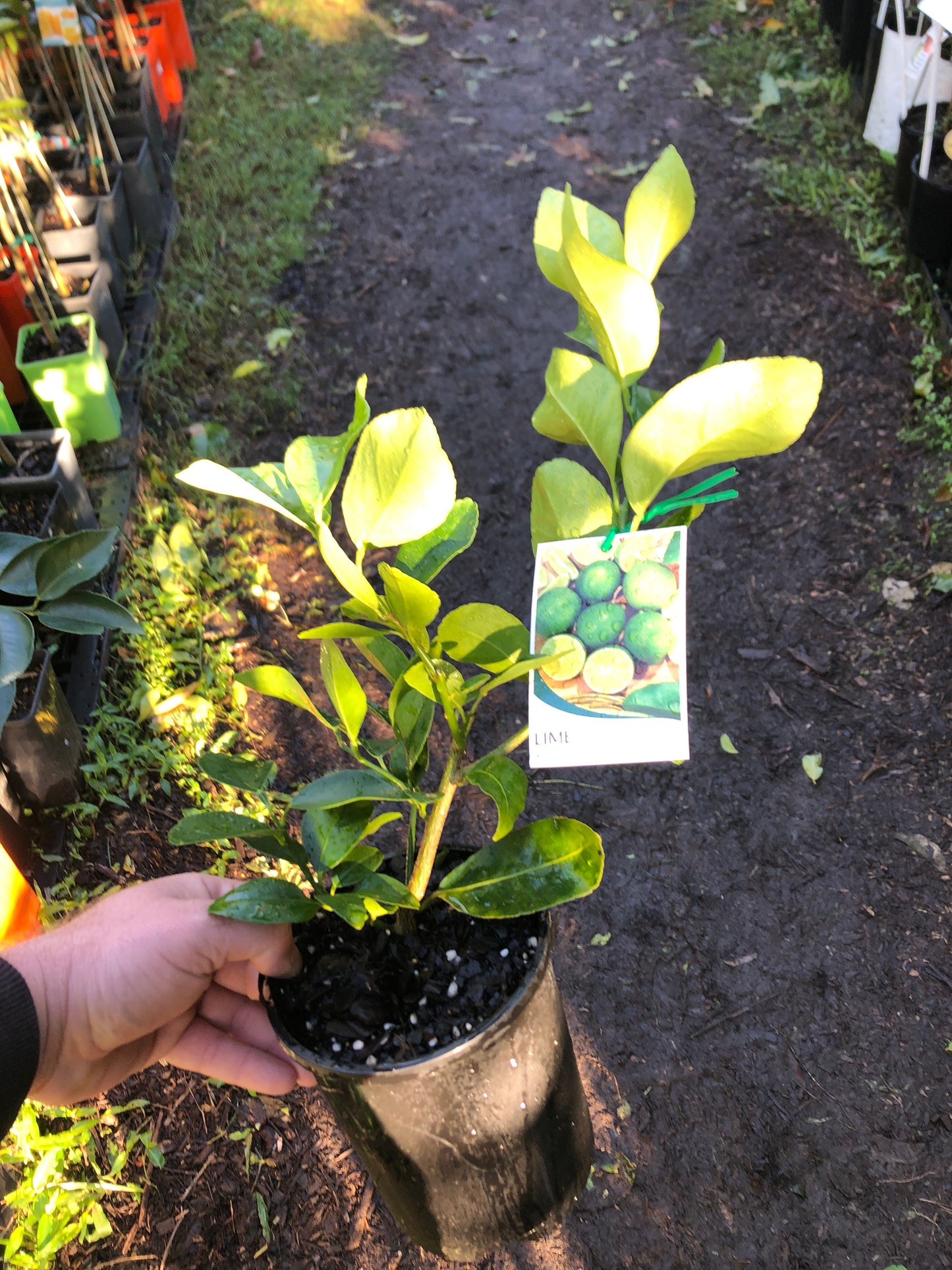 Lime-Tahitian Cutting Grown (Qld only)