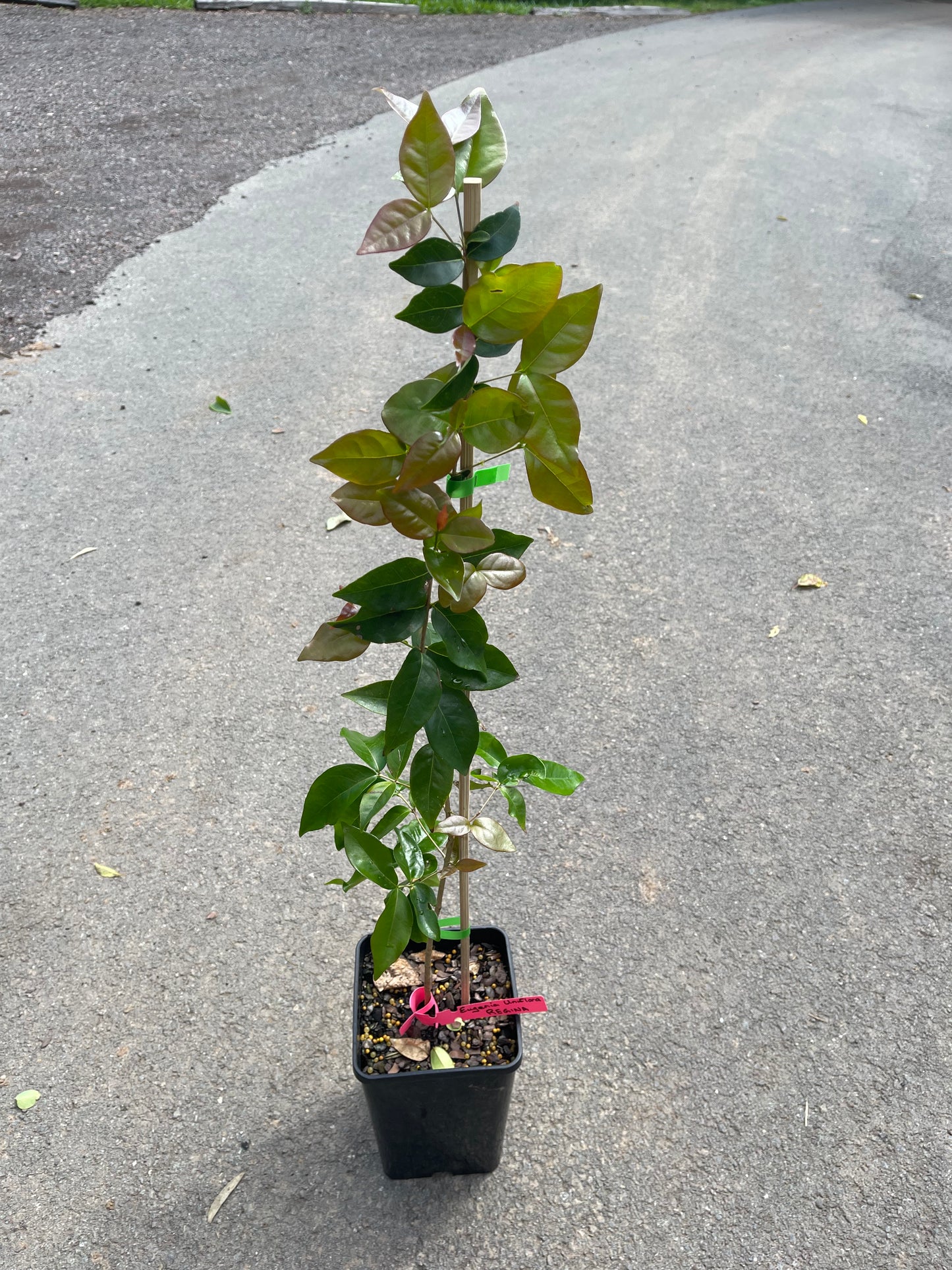 Brazilian Cherry - Regina 5l