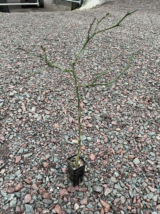 Trifoliata - Citrus Rootstock