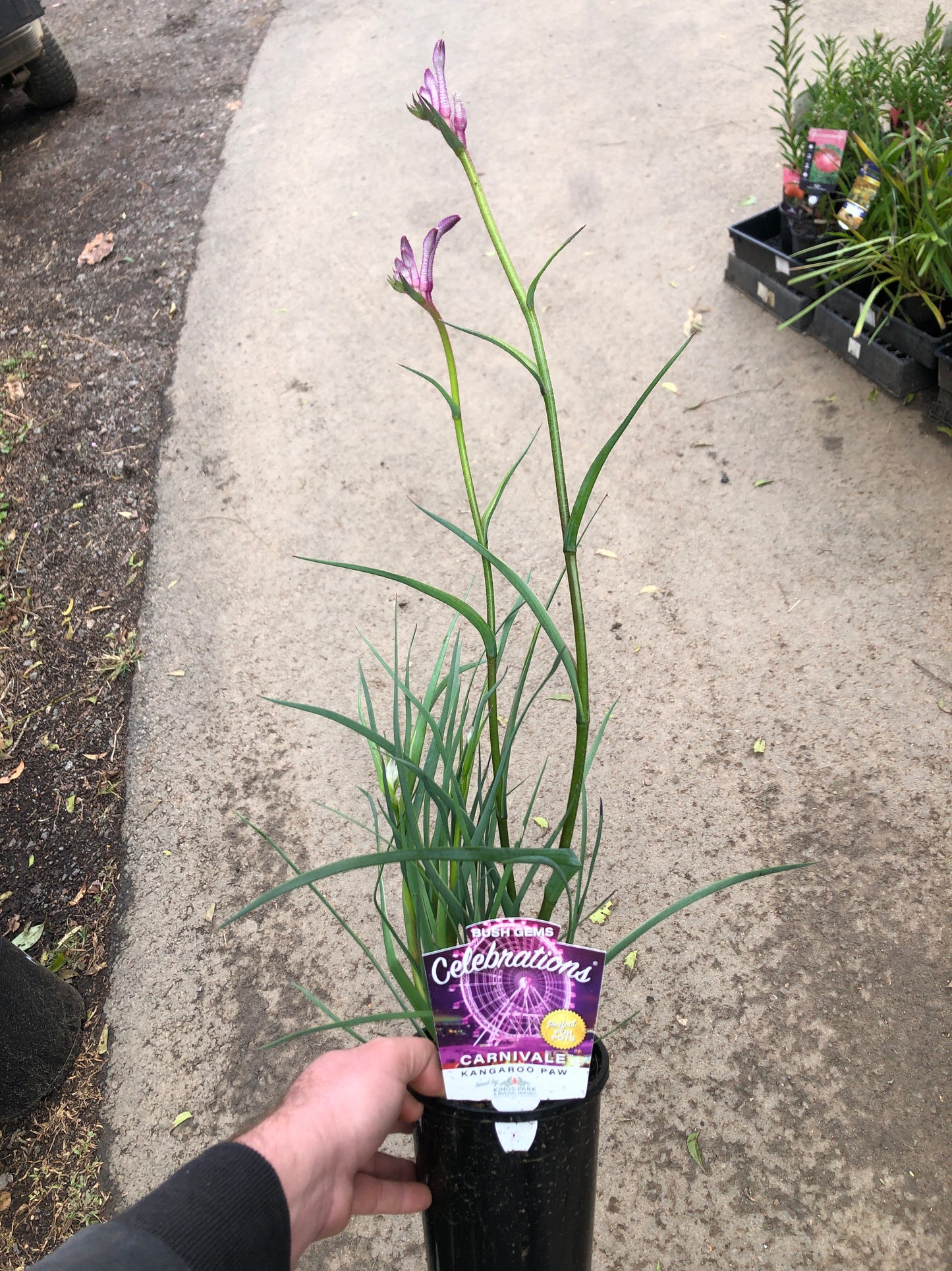 Kangaroo Paw - Carnivale PBR