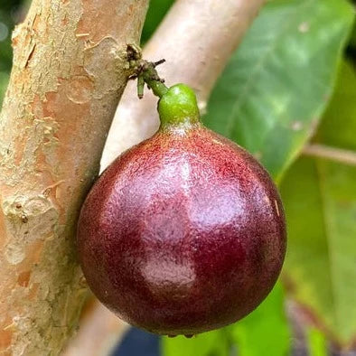 Jaboticaba ESALQ Red