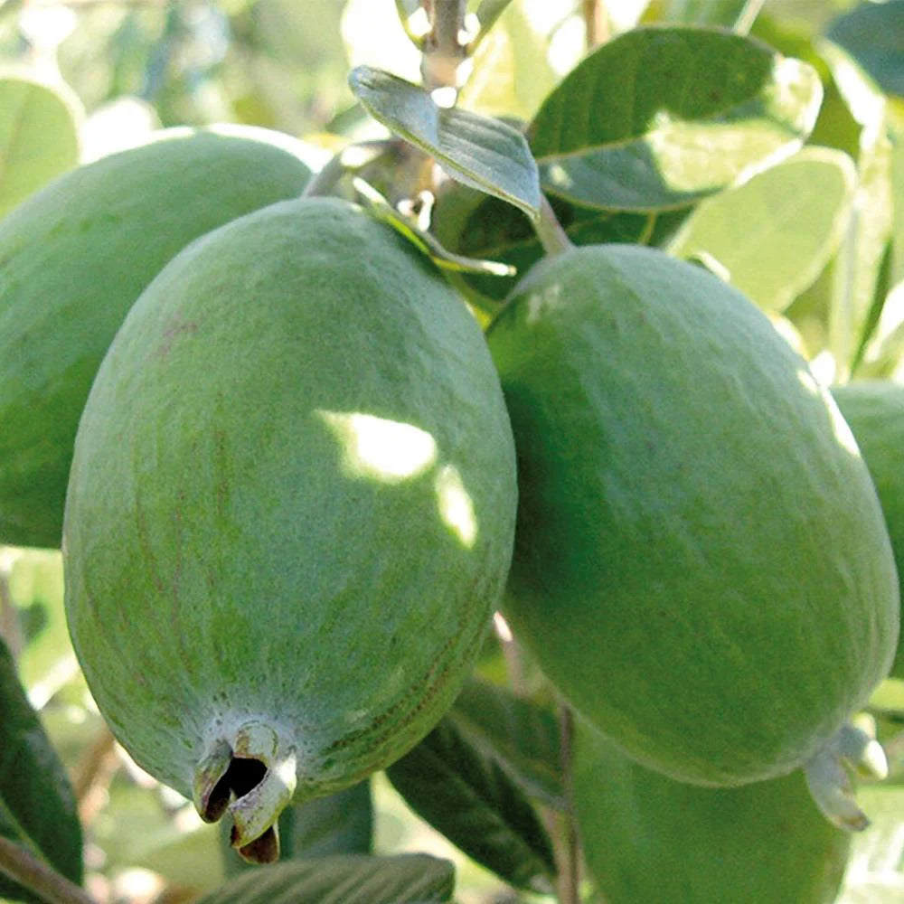 Feijoa Unique 180mm