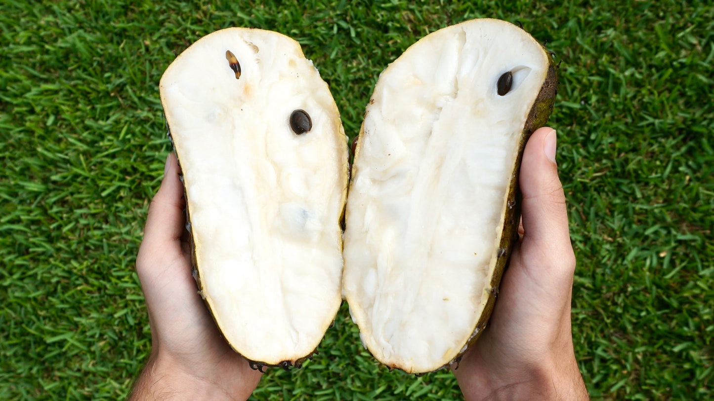 Soursop - Cuban Fiberless Grafted