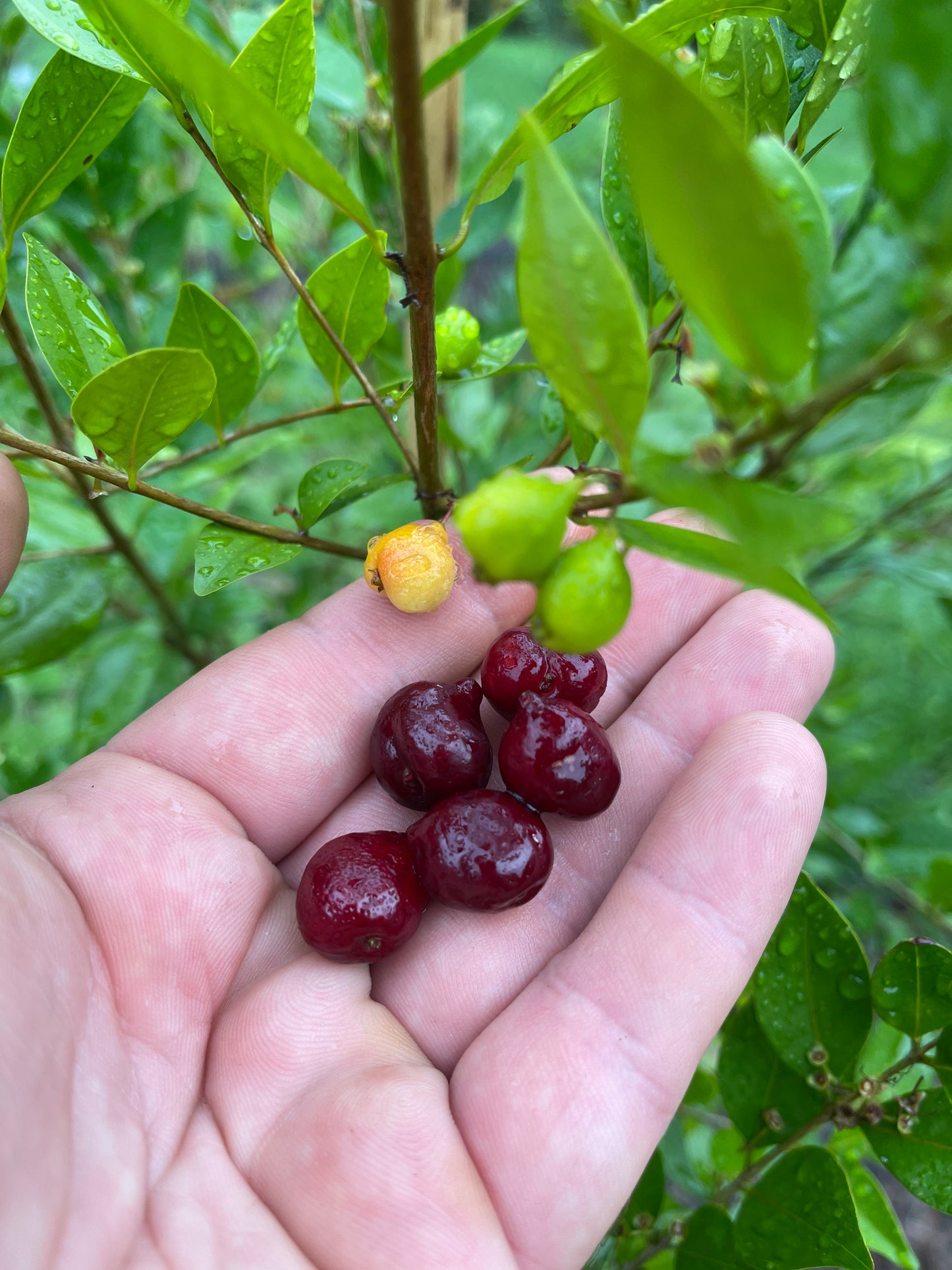 Nangapire - Eugenia Repanda