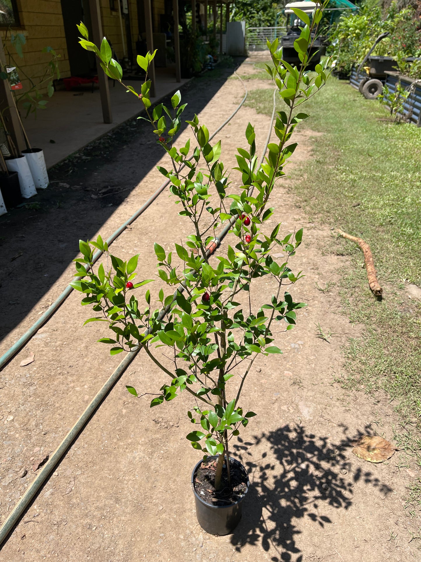 Nangapire - Eugenia Repanda