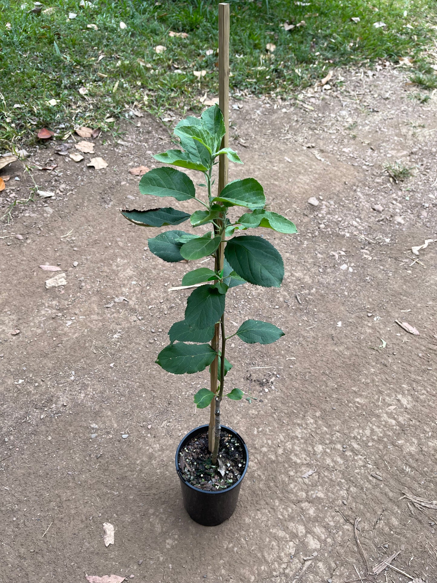 Apple - Tropic Sweet Dwarf 2l