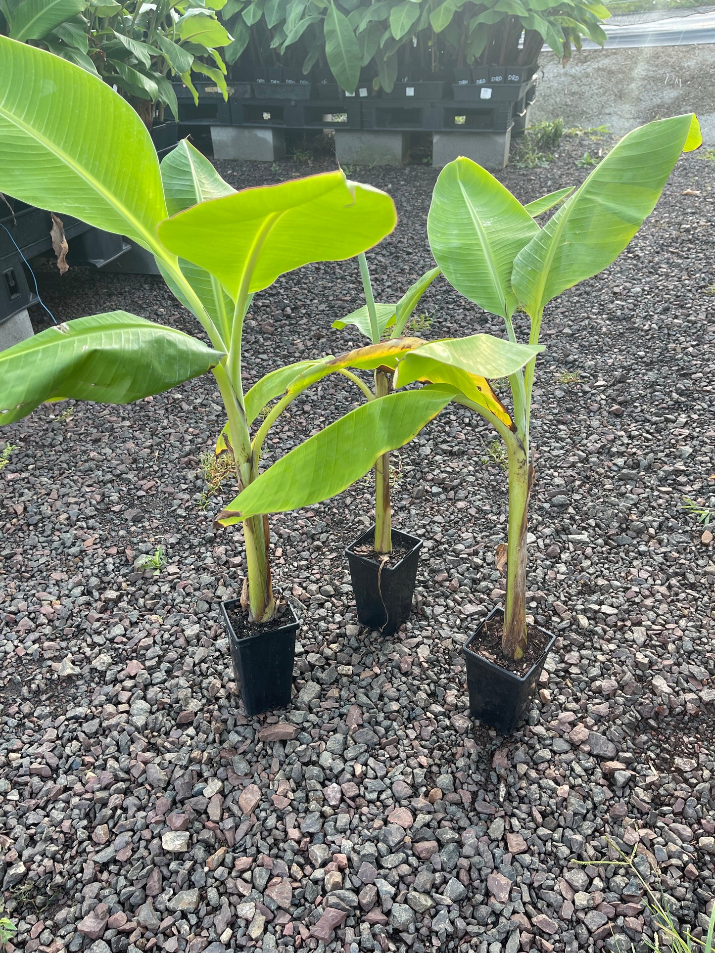 Banana - Horn Plantain - 90mm  (QLD ONLY)