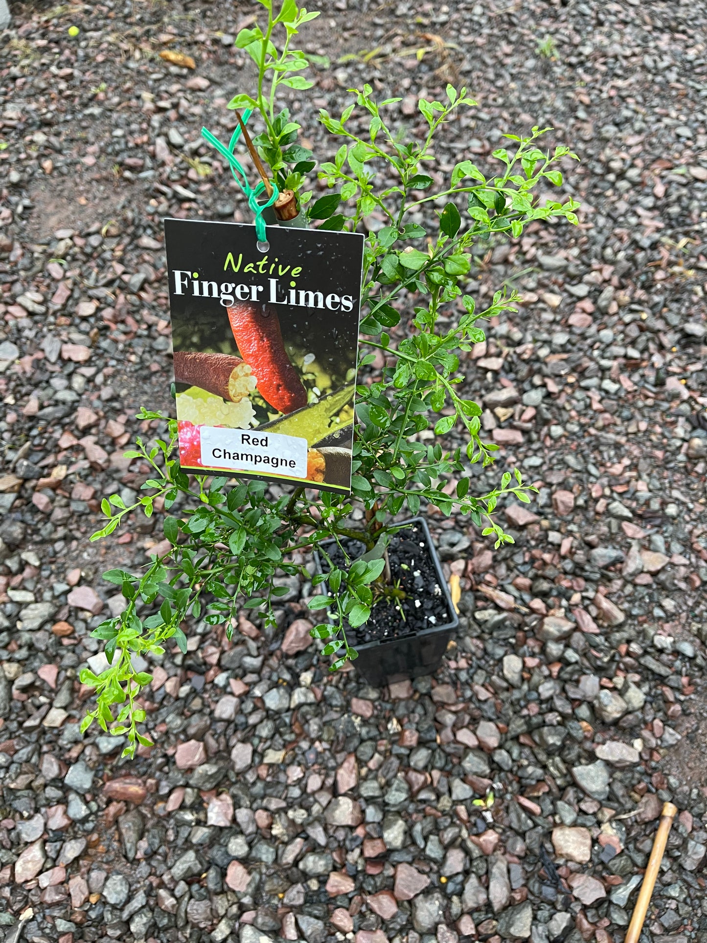 Finger Lime Red Champagne Cutting 90MM (Qld only)