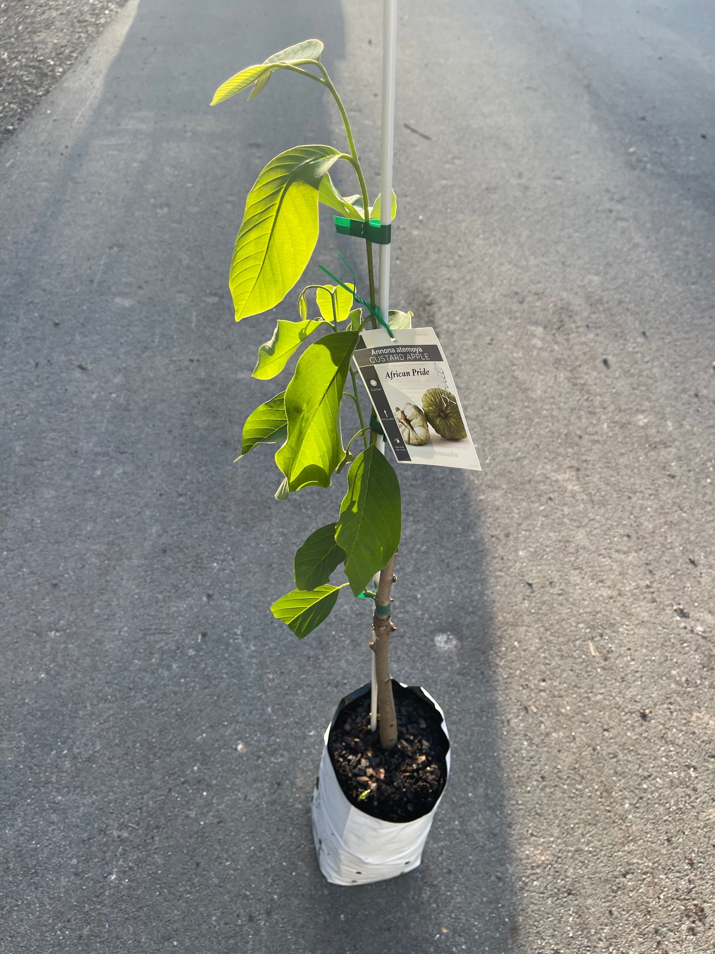 Custard Apple - African pride 5l