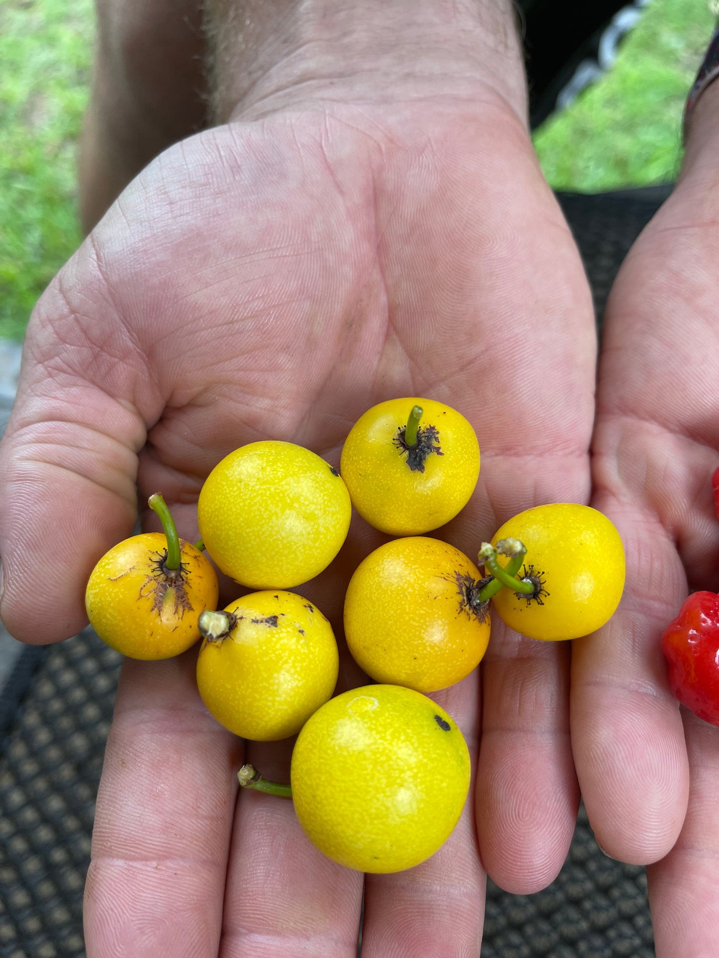 Lemon drop - Mangosteen