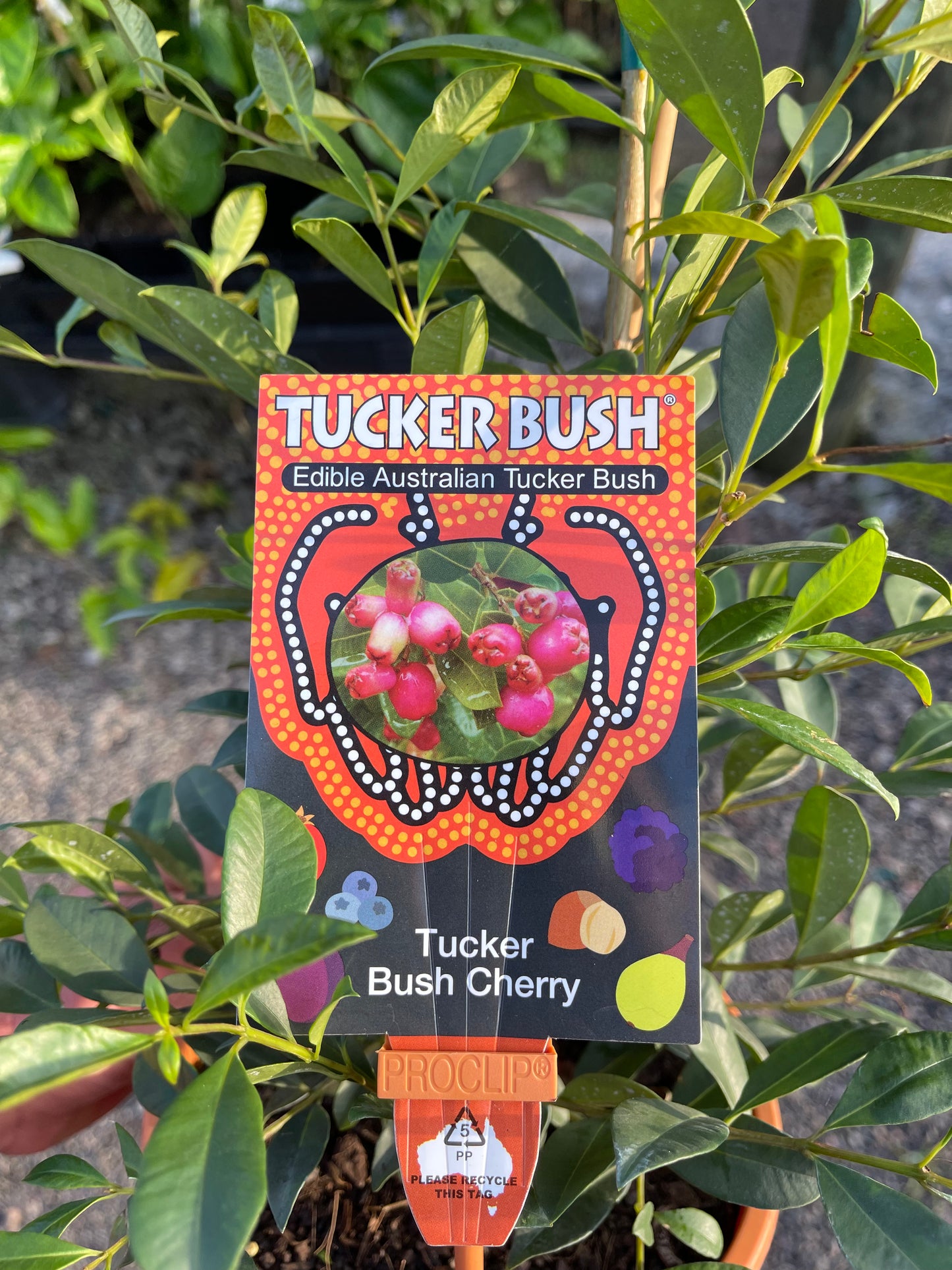 Tucker Bush Cherry - Syzygium australe