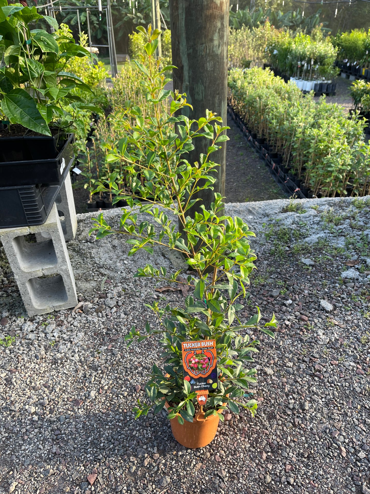 Tucker Bush Cherry - Syzygium australe