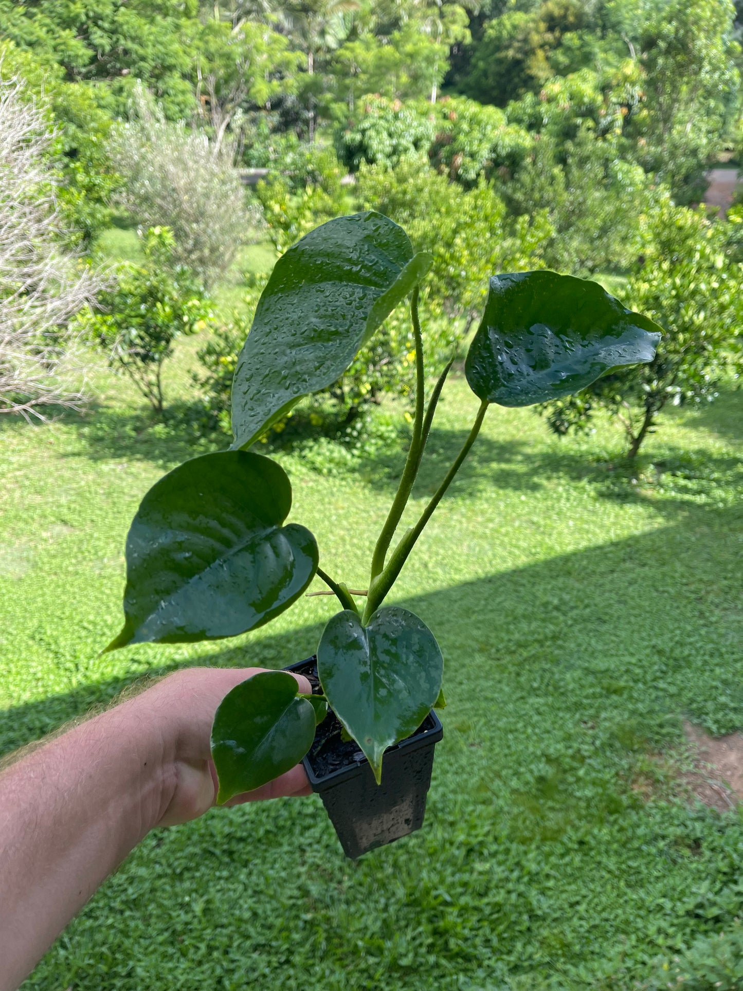 Monstera Deliciousa- Fruit salad tree 90mm