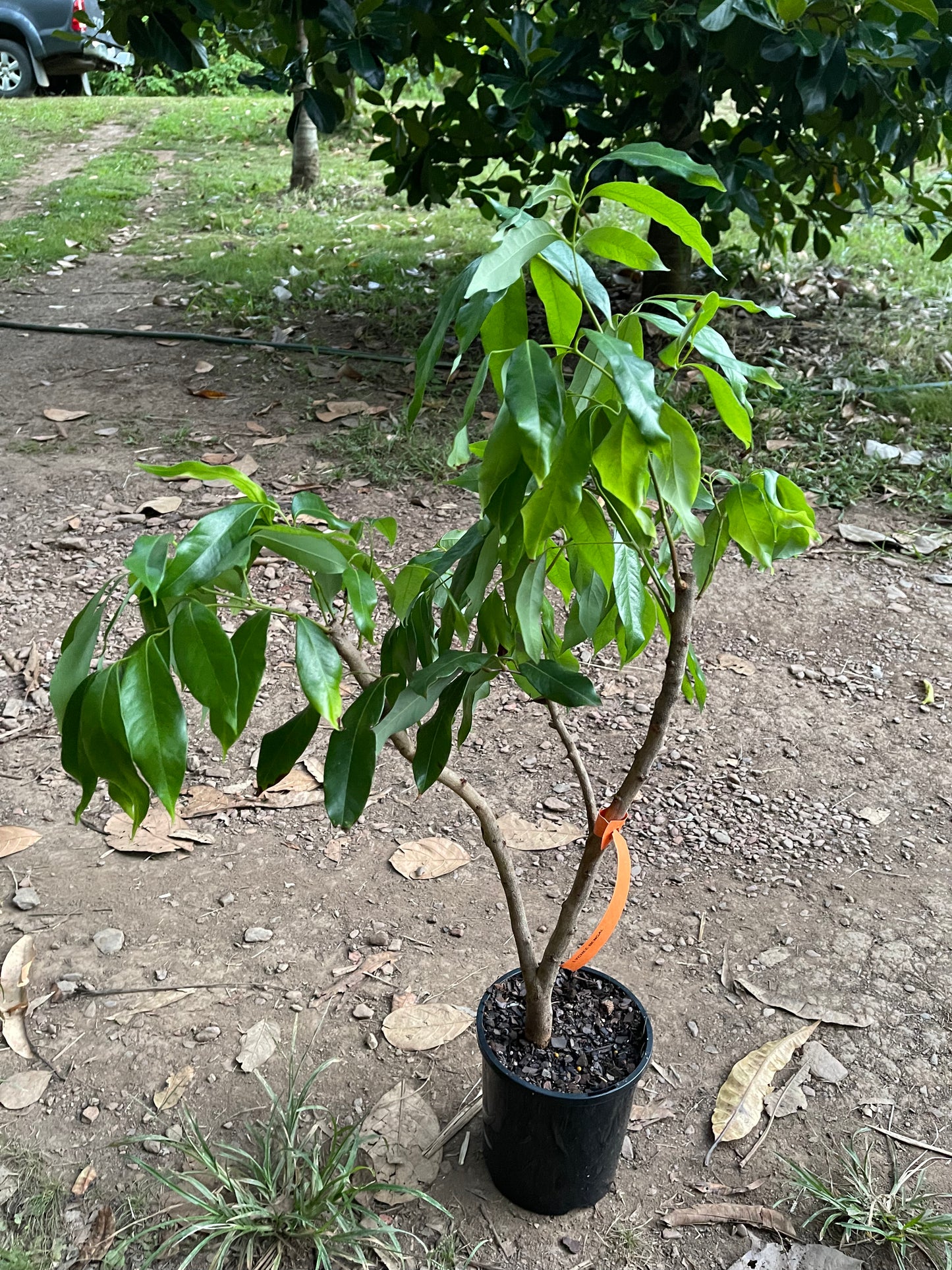 Lychee - Bengal