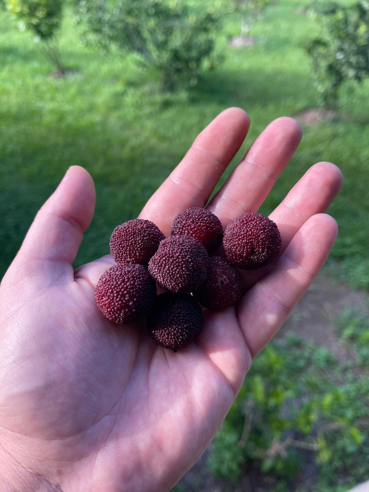 Chinese Bayberry - 3 Pack