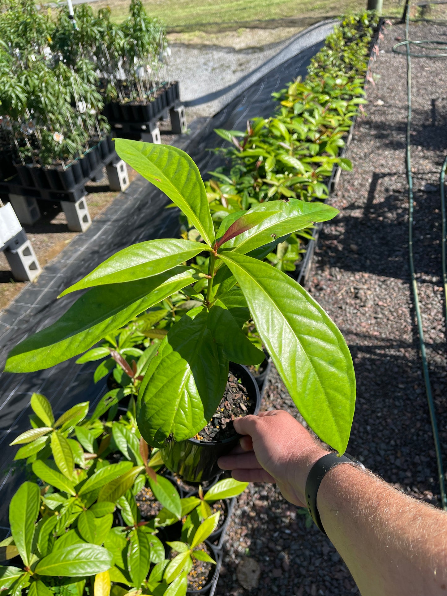 Giant Lau Lau 140mm (syzygium megacarpa)