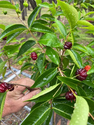 Brazilian Cherry - Regina 5l