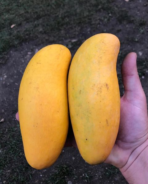 Mango Dwarf - King Thai