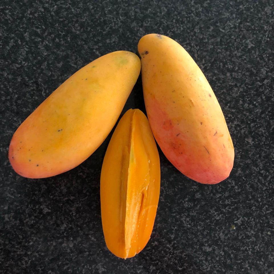 Mango Dwarf - King Thai