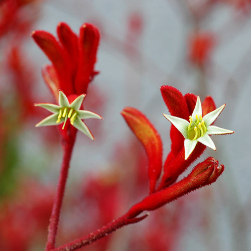 Kangaroo Paw - Landscape Scarlet