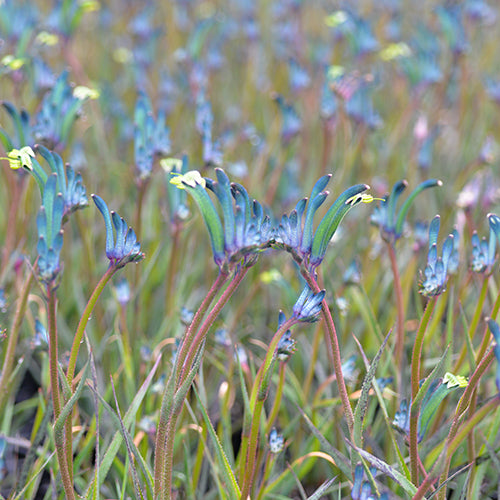 Kangaroo Paw - Masquerade PBR