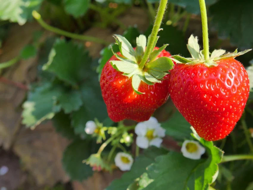 Strawberry - Melba PBR (mega tube)