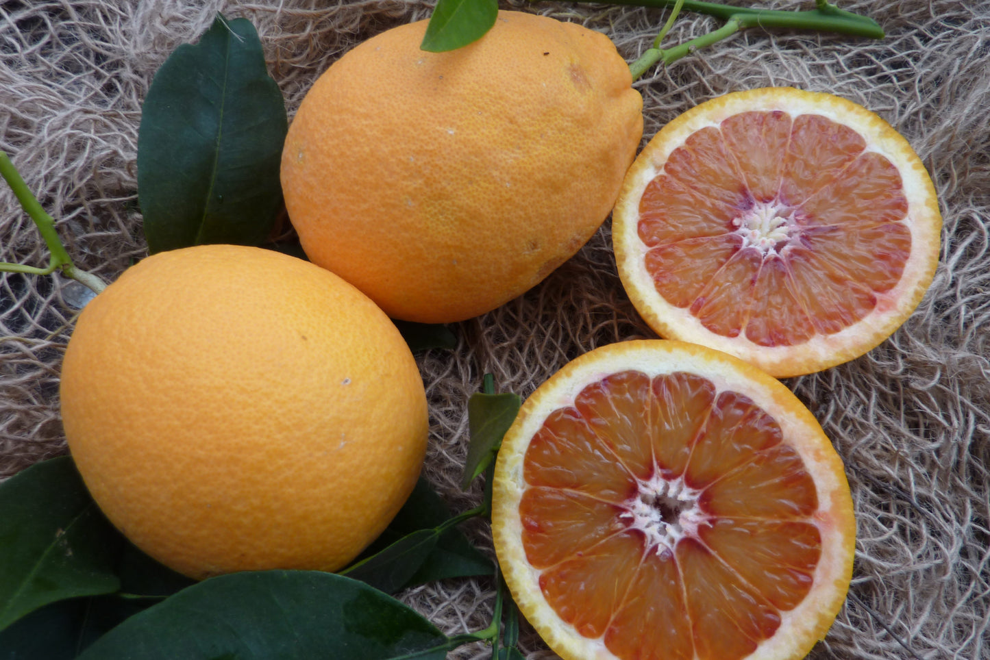 Blood Orange - Tarocco Meli (Qld only)