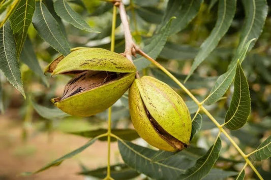 PABST Self Pollinating Pecan