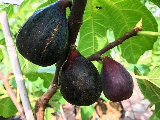 Fig - Picone Black