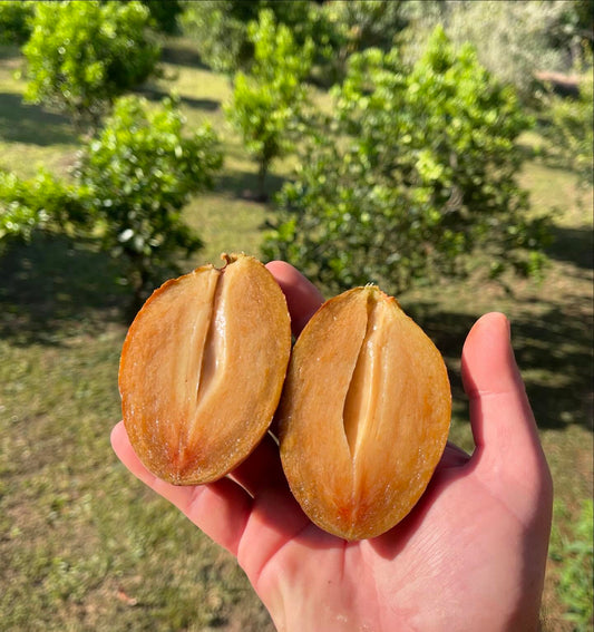 Sapodilla Grafted - Sawo Manilla