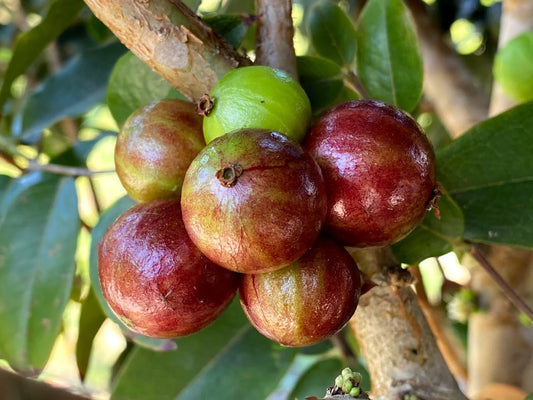 Dwarf Jaboticaba - Scarlet