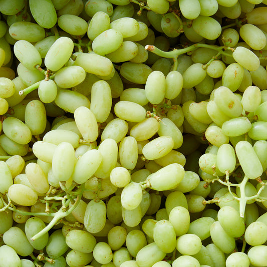 Grape Sultana (Thompson Seedless) QLD ONLY